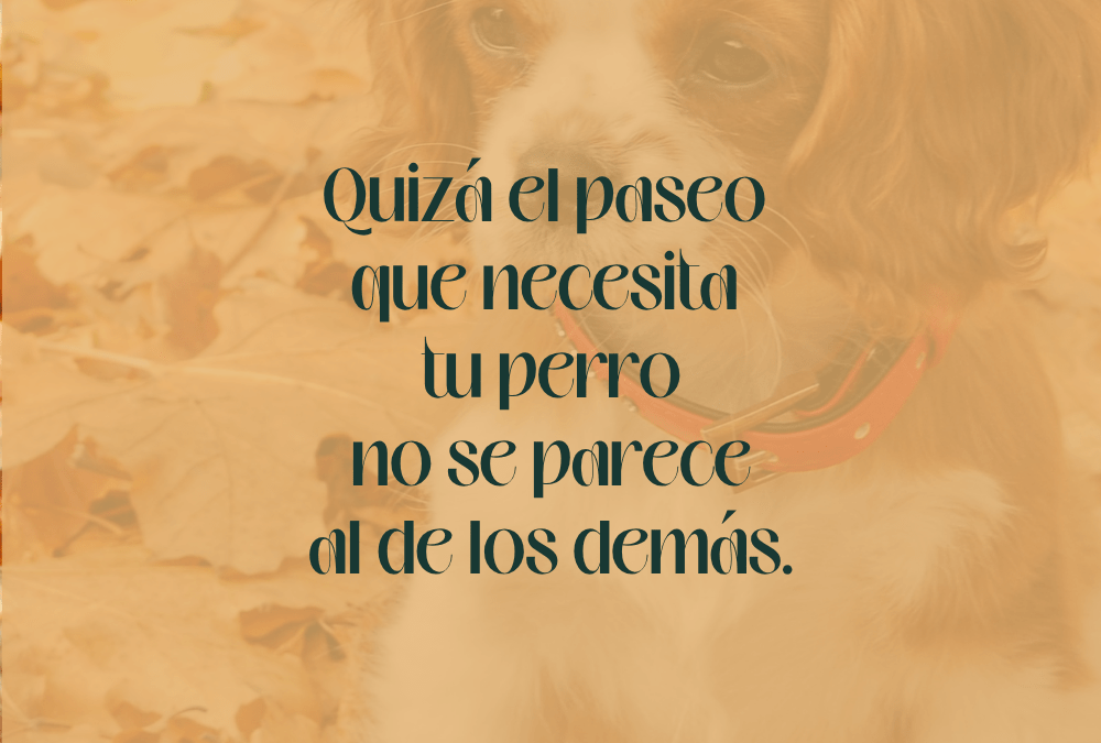 Cómo conseguir paseos más tranquilos con un perro sensible o reactivo