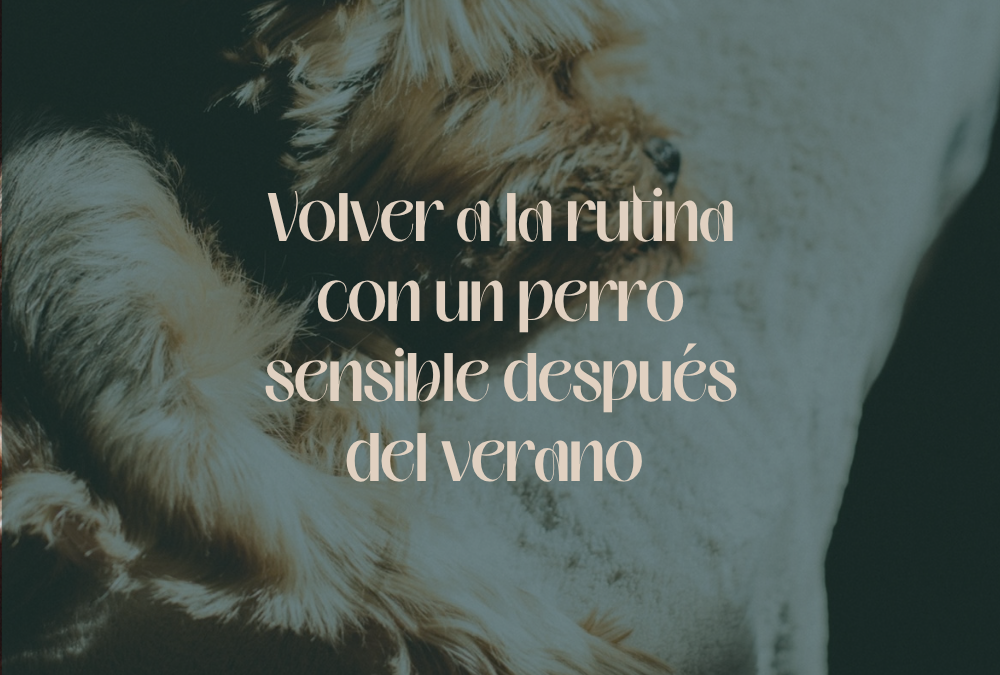 Cómo volver a la rutina con tu perro después del verano